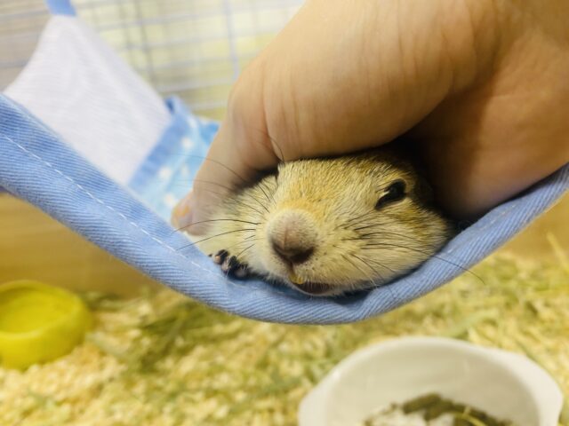 リチャードソンジリス