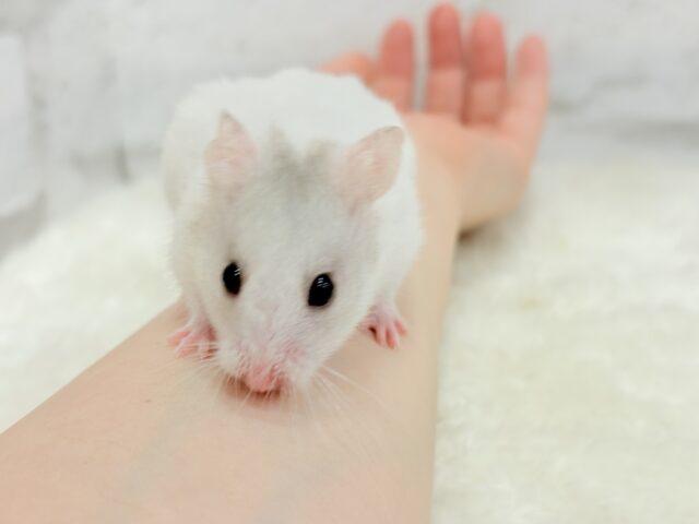 ゴールデンハムスター