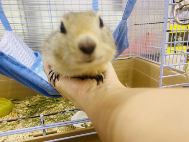 リチャードソンジリス