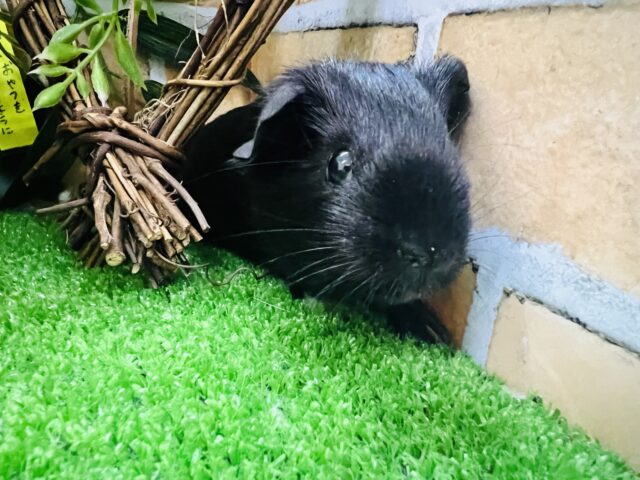 ロシアンモルモット