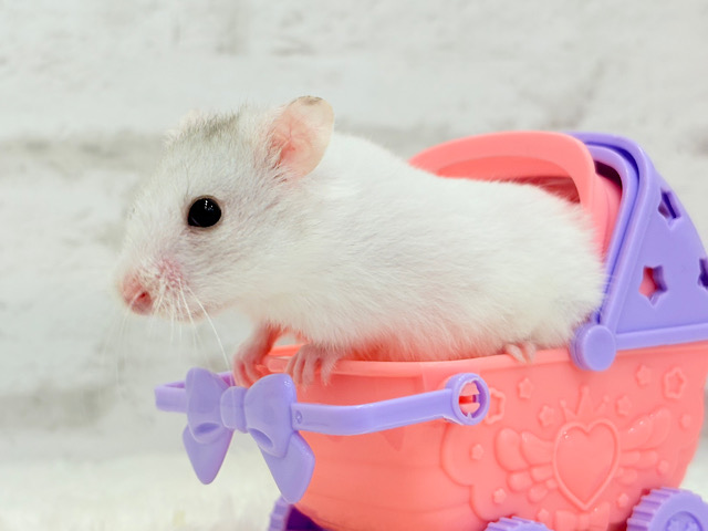 お天気良いしお出かけしよっ🐹‪☆カラーハムスター(男の子)