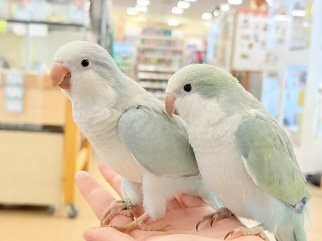 オキナインコ