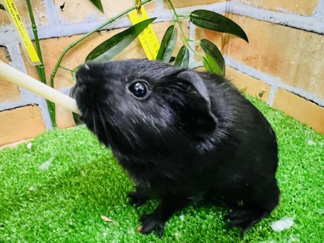 ロシアンモルモット