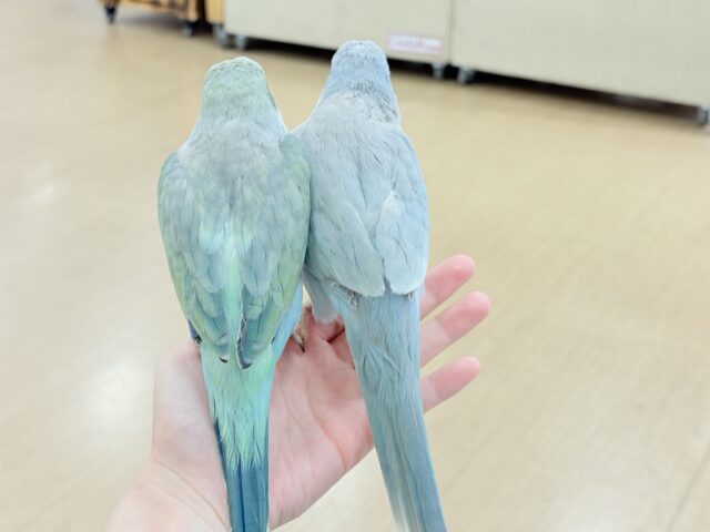 オキナインコ