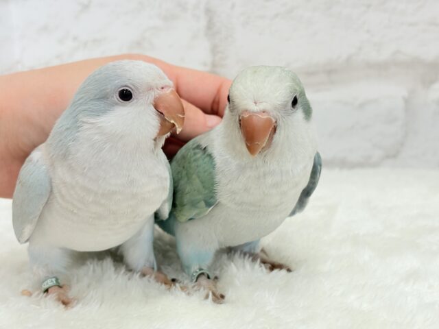 オキナインコ