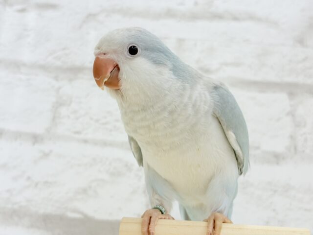 オキナインコ