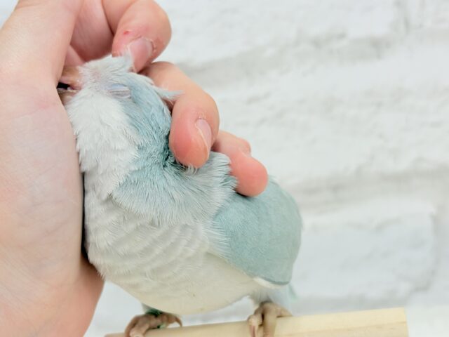 オキナインコ