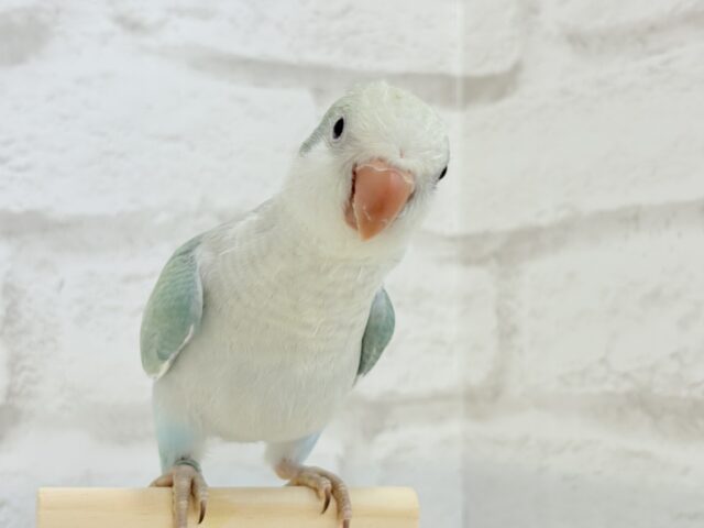 オキナインコ