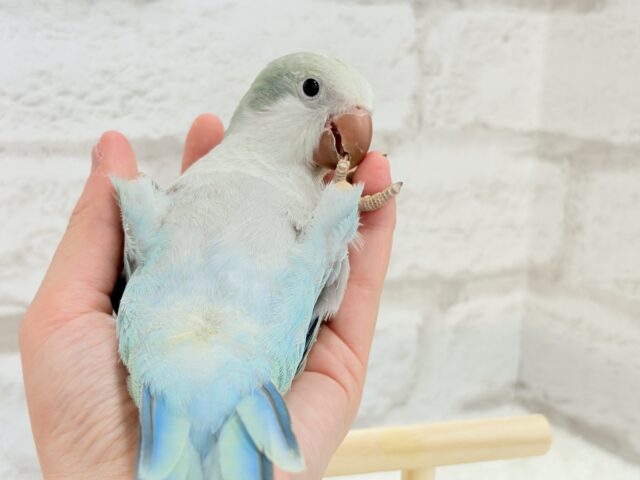 オキナインコ