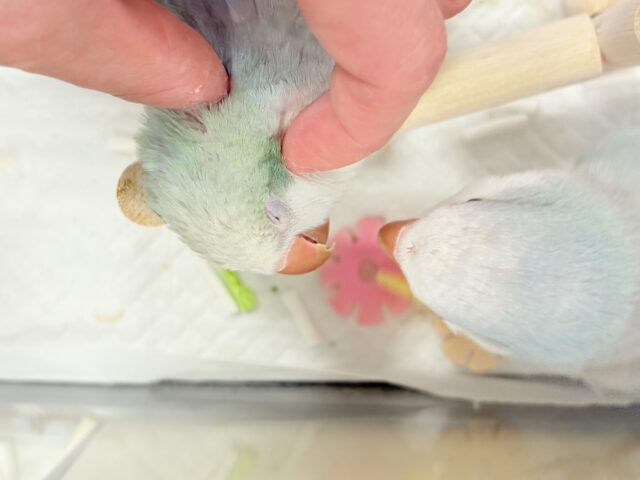 オキナインコ