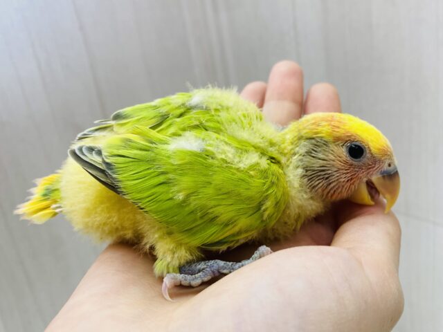 コザクラインコ（小桜インコ）