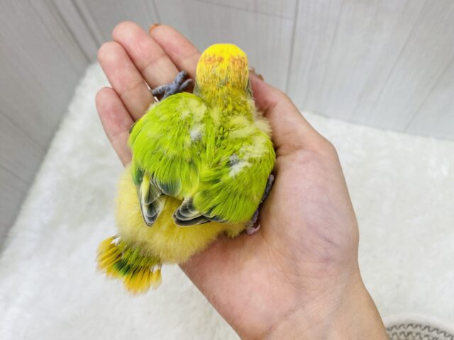 コザクラインコ（小桜インコ）