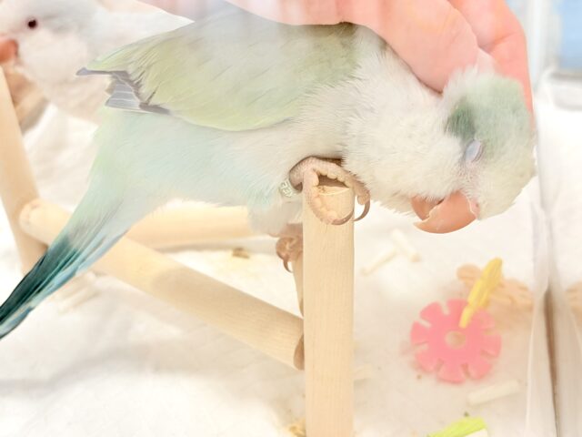オキナインコ
