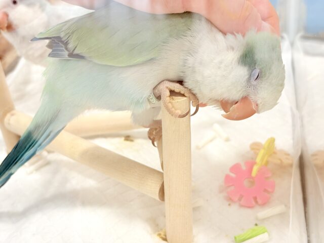 オキナインコ