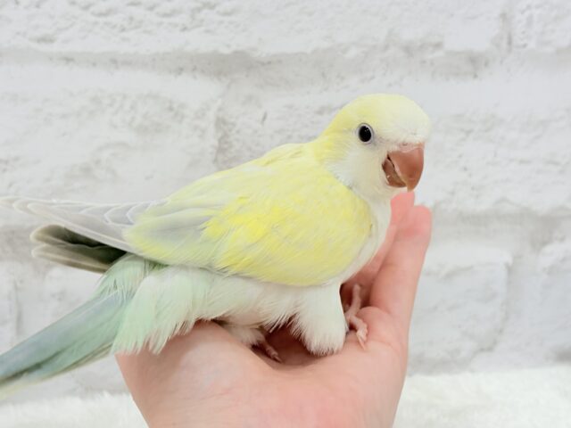 オキナインコ