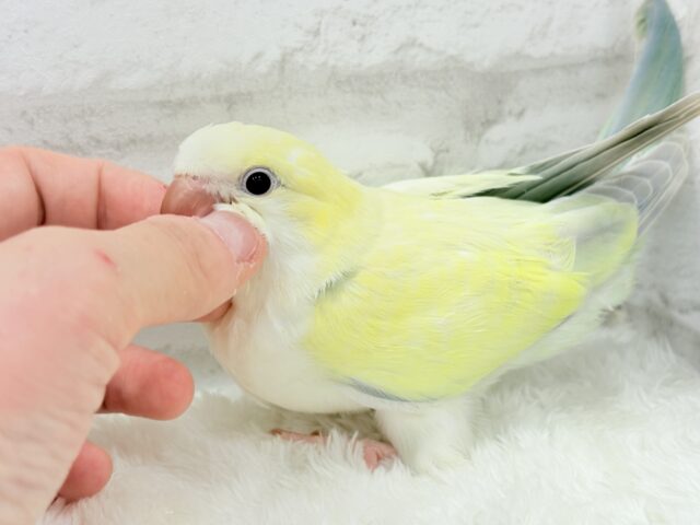 オキナインコ