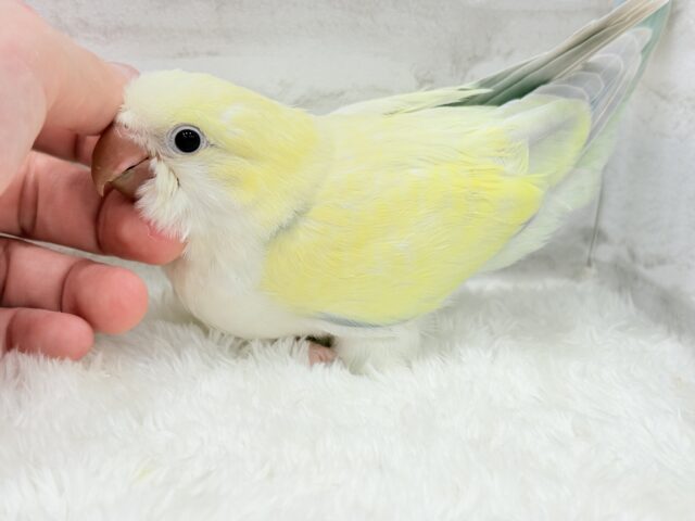 オキナインコ