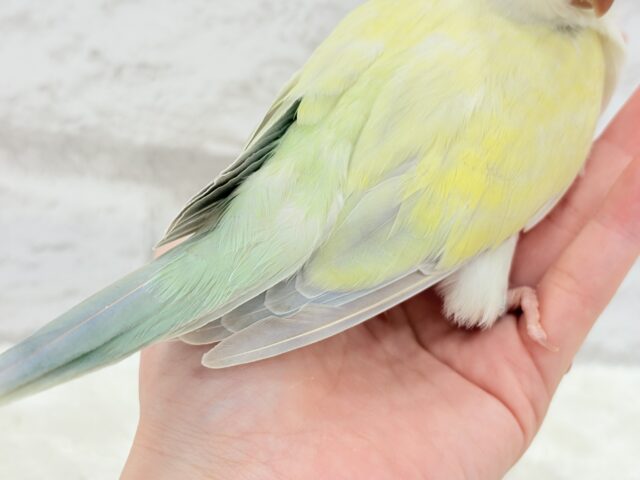 オキナインコ