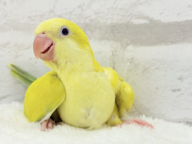 オキナインコ