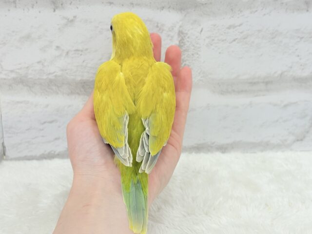 オキナインコ