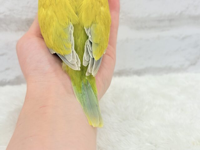 オキナインコ