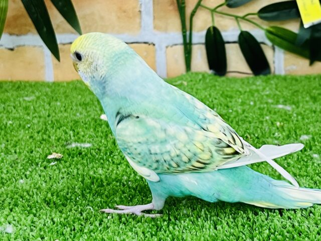 セキセイインコ