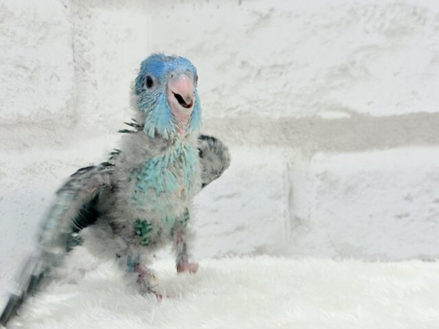 サザナミインコ