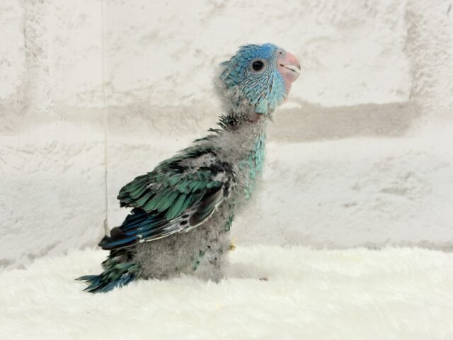 サザナミインコ