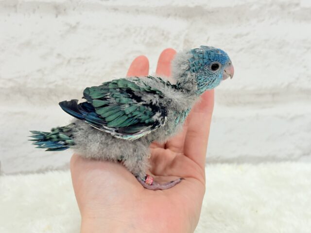 サザナミインコ