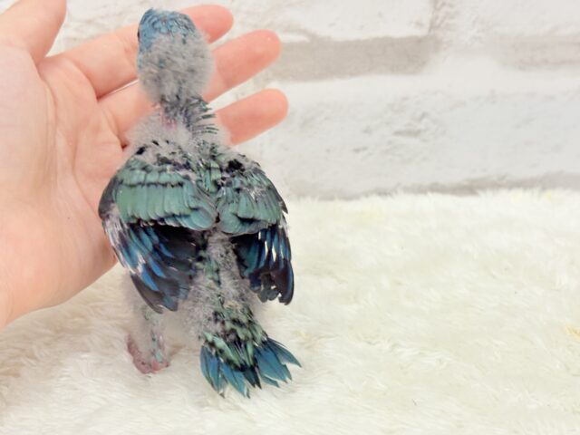 サザナミインコ