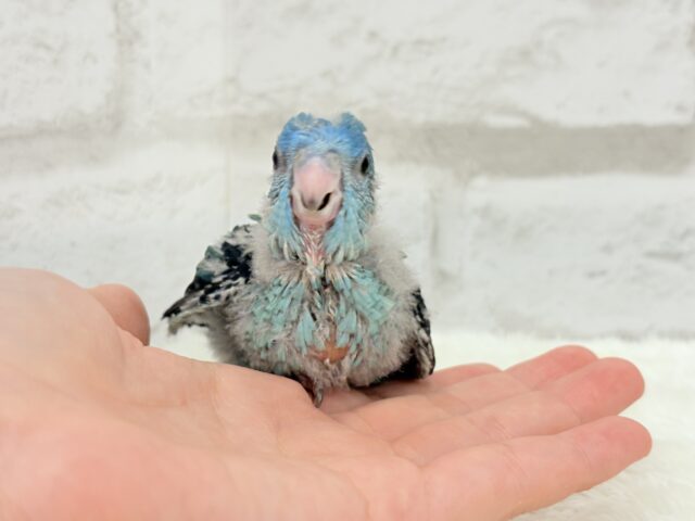 サザナミインコ