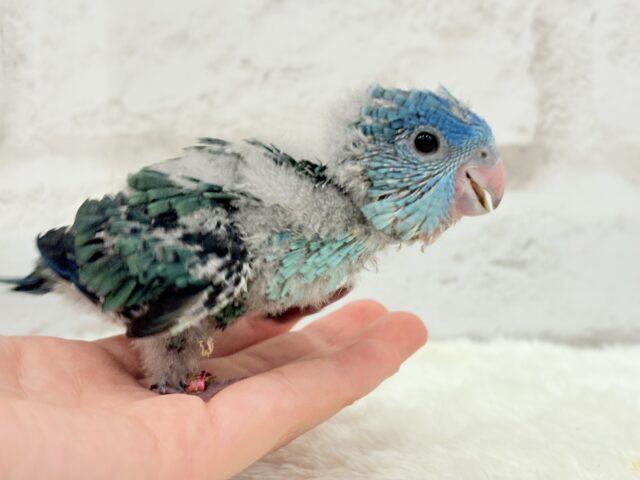 サザナミインコ