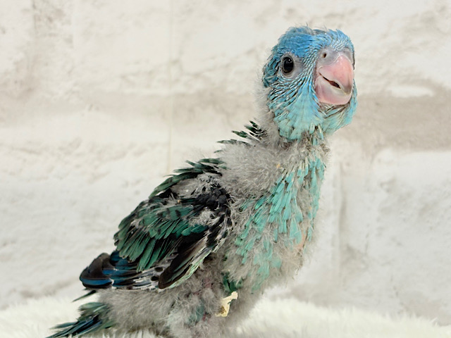 【最新画像更新🪄】わた毛界の妖精さん🧚🫧サザナミインコ(ブルー系) ヒナ