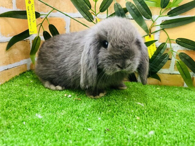 ロップイヤーラビット