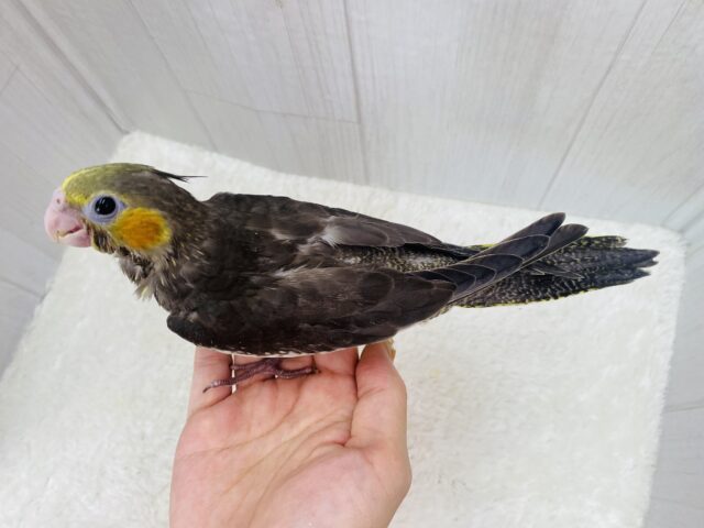 オカメインコ