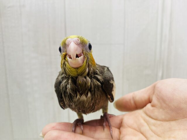 オカメインコ