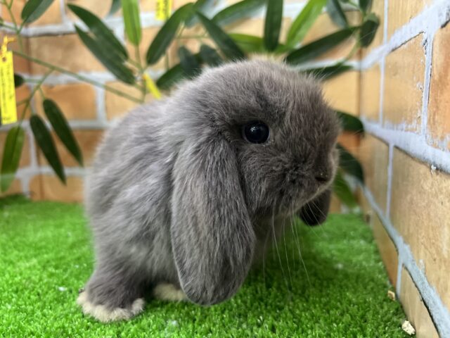 ロップイヤーラビット