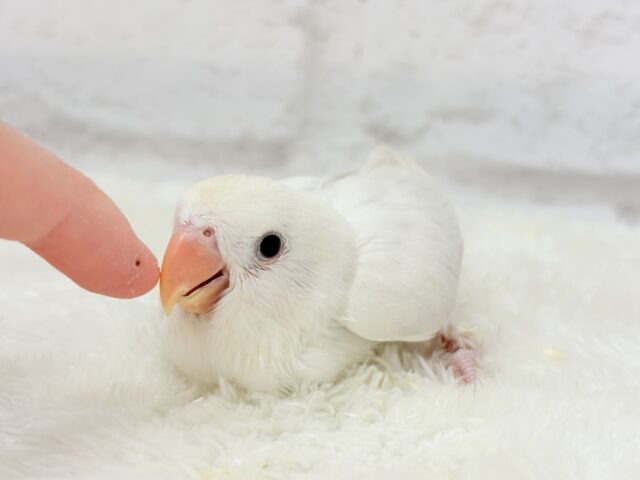 コザクラインコ（小桜インコ）