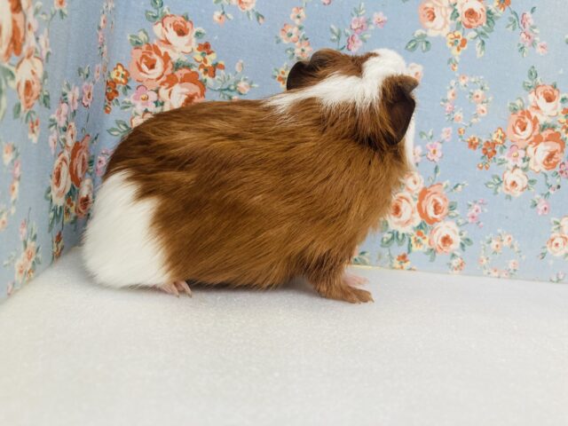 イングリッシュモルモット