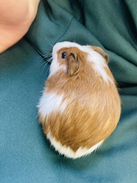 イングリッシュモルモット