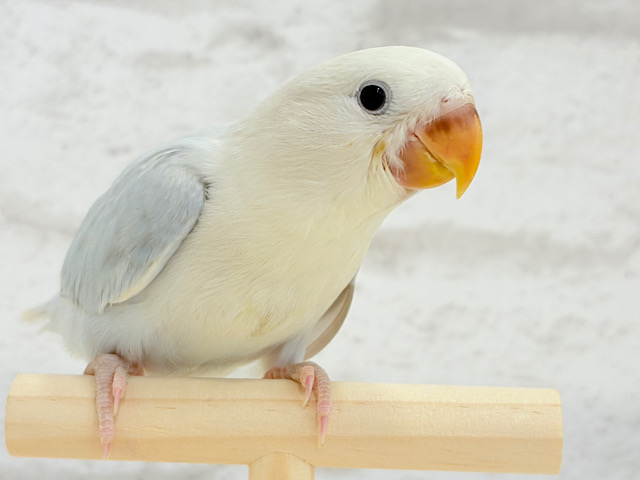 【動画更新🪄】すっきり爽やか〜〜〜☁️🫧コザクラインコ ヒナ