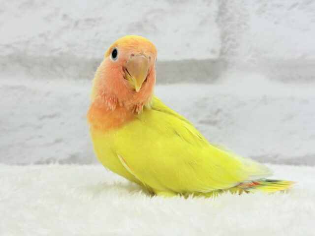 コザクラインコ（小桜インコ）