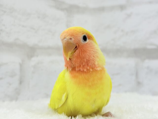 コザクラインコ（小桜インコ）