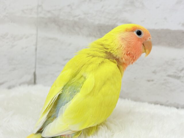 コザクラインコ（小桜インコ）