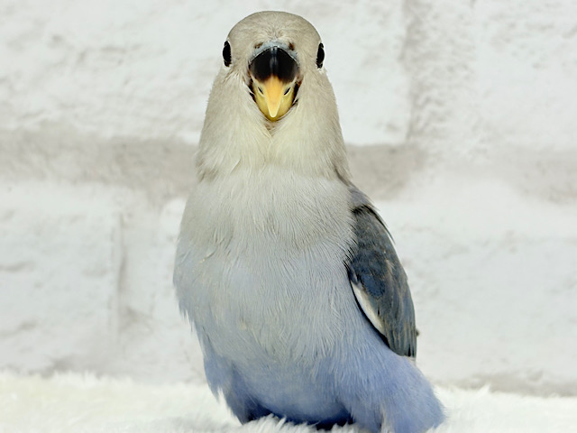 【最新画像更新🪄】きらきらおめめに映る世界はどんなだろ🌍🫧コザクラインコ(バイオレット) ヒナ