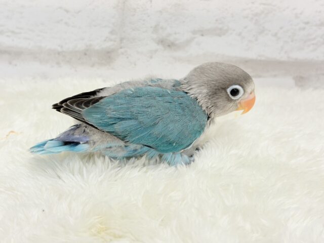 ブルーボタンインコ