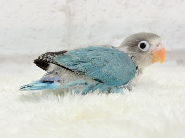 ブルーボタンインコ