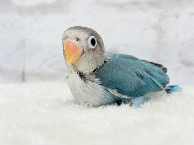 ブルーボタンインコ