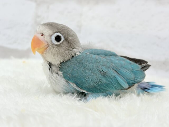 ブルーボタンインコ