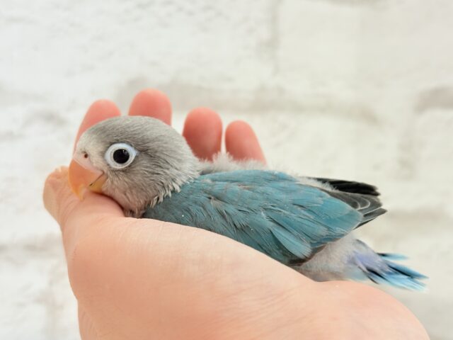 ブルーボタンインコ